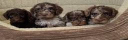 Miniature Poodle dogs for stud: 💥FOR STUD💥 CHOC MERLE PHANTOM MIN POODLE in Doncaster - Advert 19