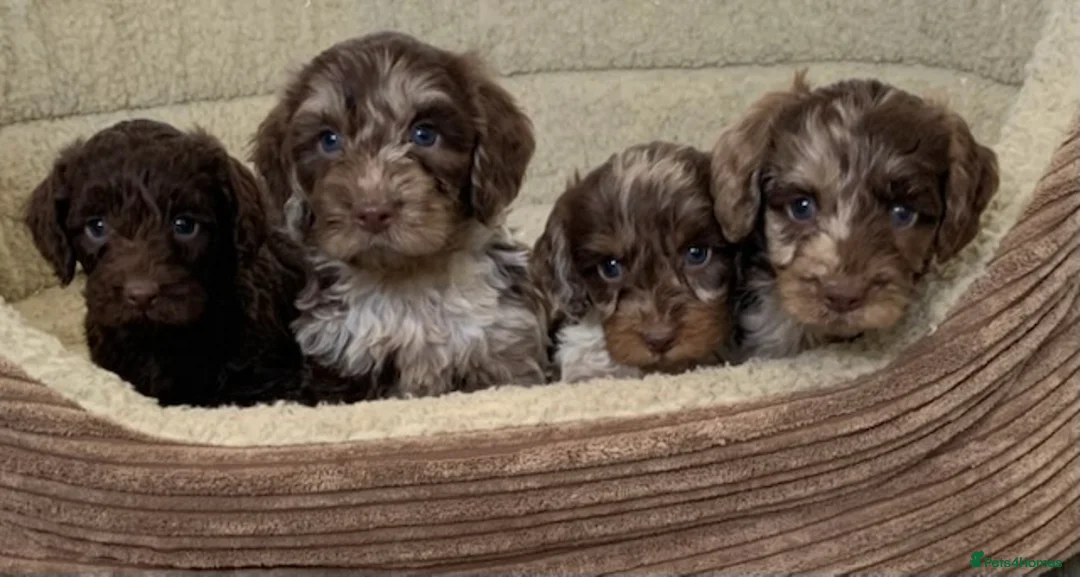 Miniature Poodle dogs for stud: 💥FOR STUD💥 CHOC MERLE PHANTOM MIN POODLE in Doncaster - Advert 17