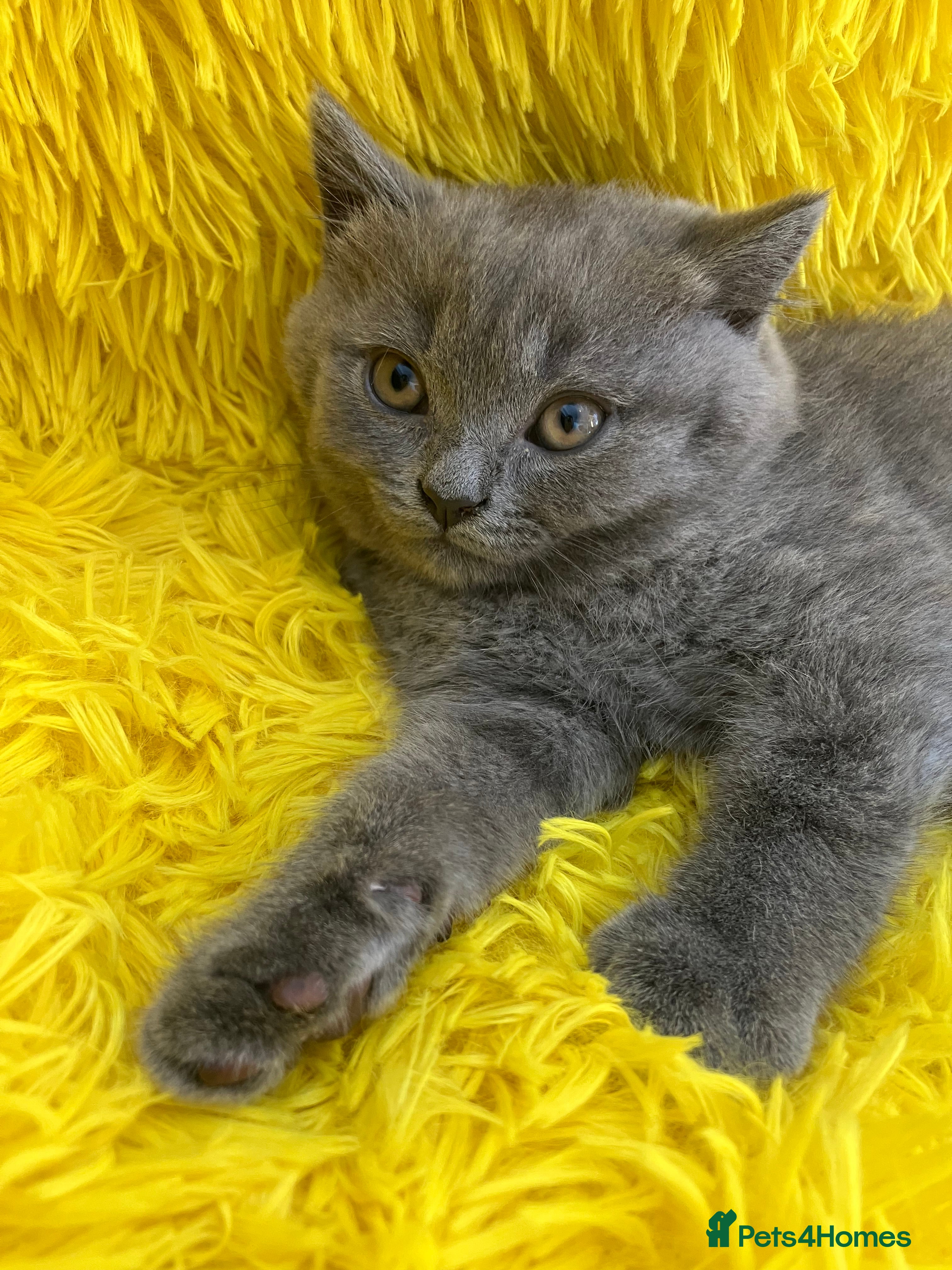 British Shorthair cats 💙 British shorthair 🩷 - Advert 2