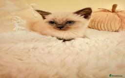 Mixed Breed cats for sale: 5 floofy kittens ready to find their forever homes - Image 5
