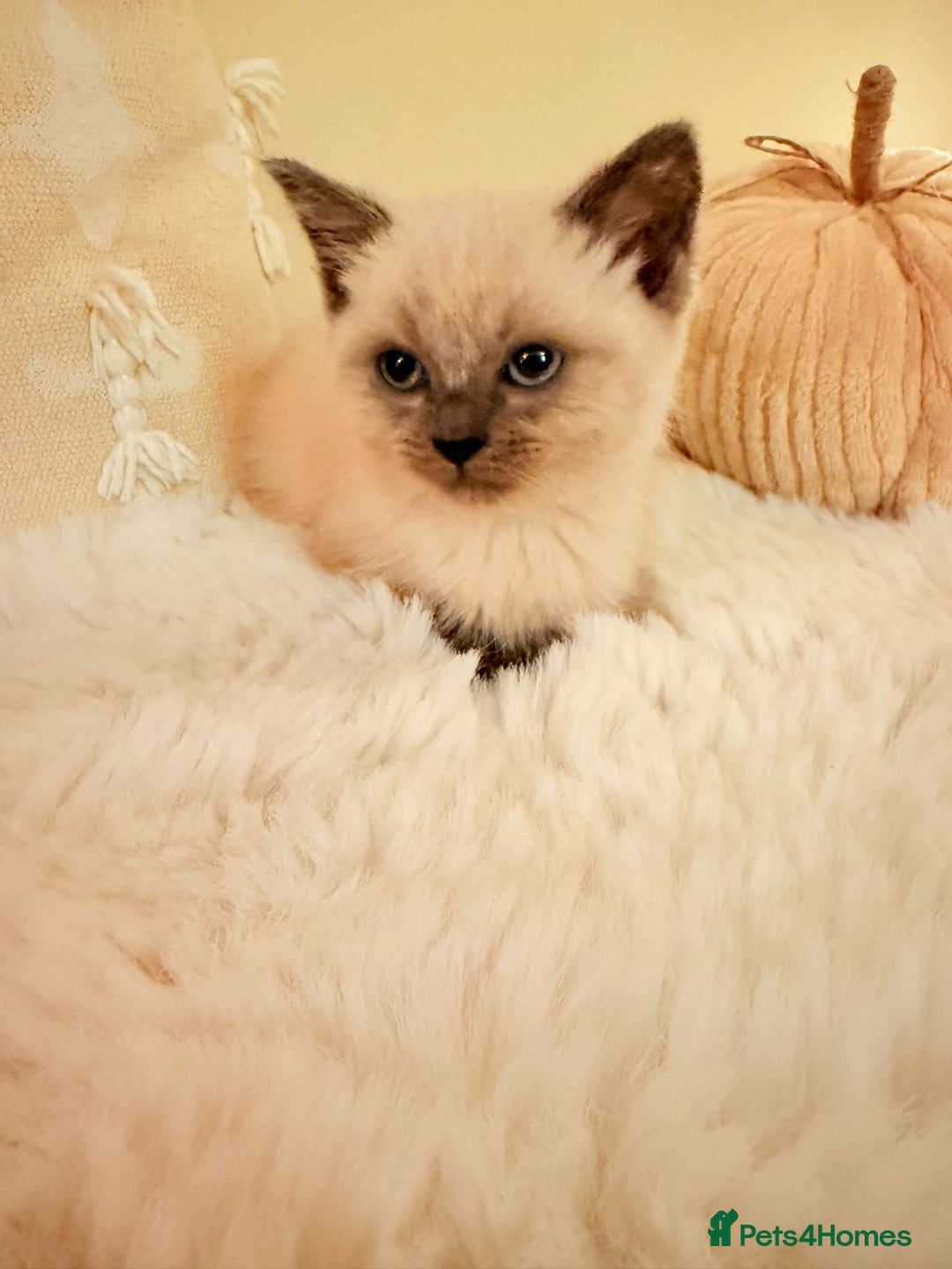 Mixed Breed cats for sale: 5 floofy kittens ready to find their forever homes - Image 5