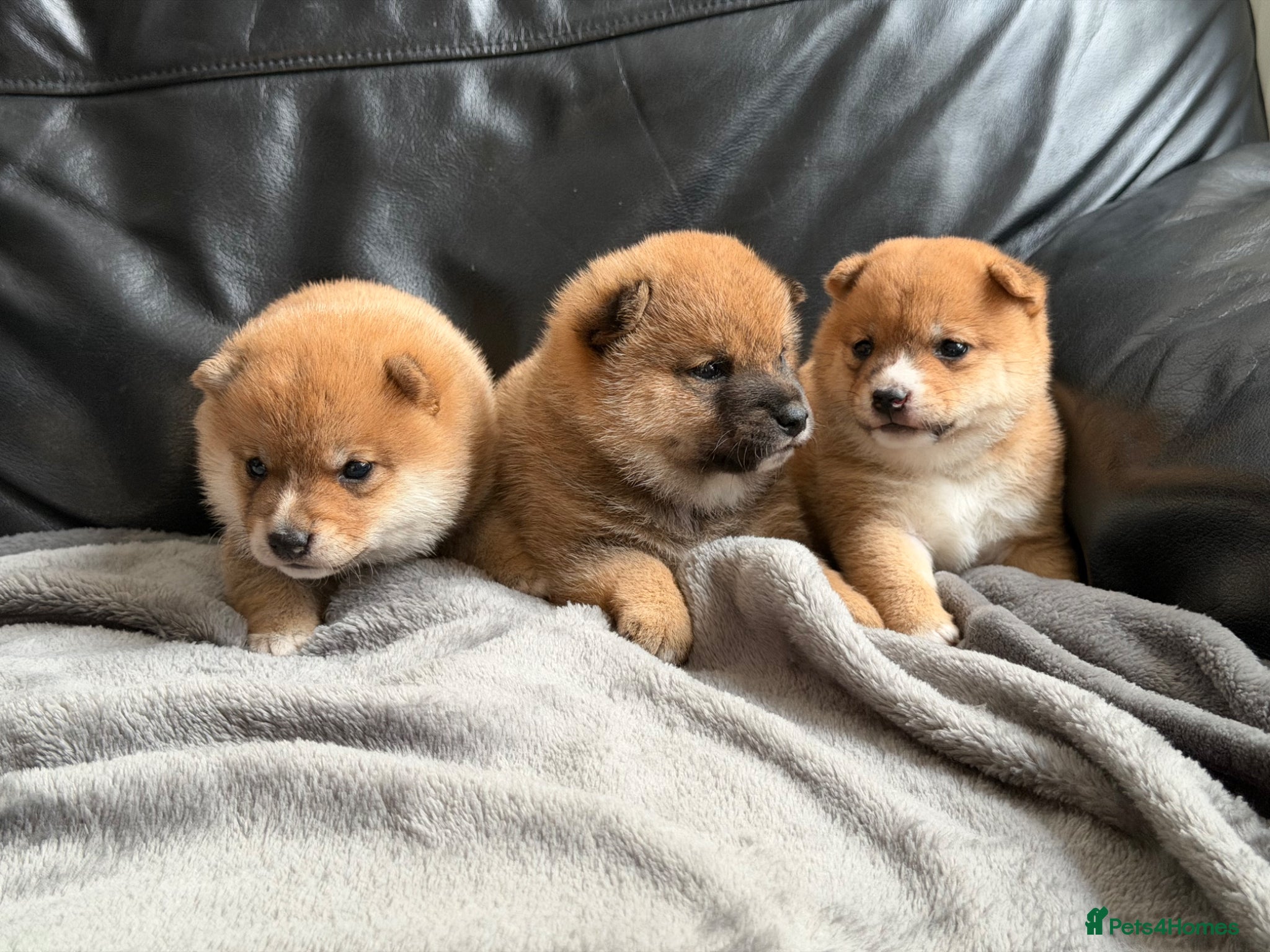 Japanese Shiba Inu dogs for sale: Japanese Mameshiba Inu Puppies Show Grade - Advert 3