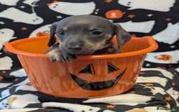 Miniature Dachshund dogs for sale:  Beautiful Miniature dashound puppies  - Image 5