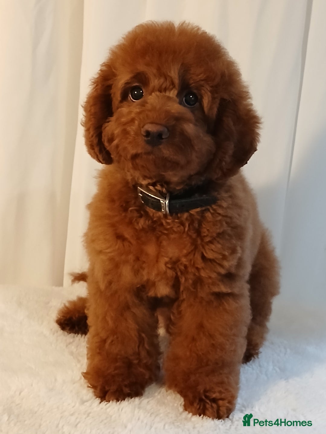 Cavapoo dogs for sale: Exquisite Red Cavapoo Boy Puppy  - Advert 7