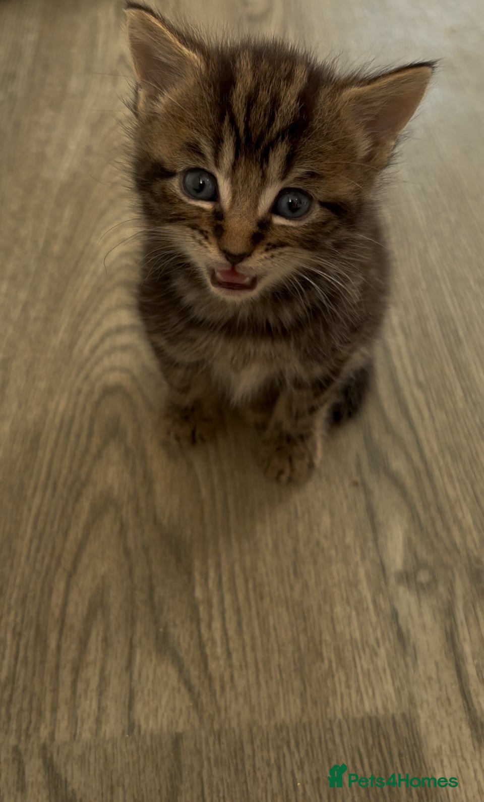 Mixed Breed cats Last Remaining Tabby Kitten Ready Today - Advert 6