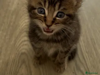 Mixed Breed cats Last Remaining Tabby Kitten Ready Today - Advert 6