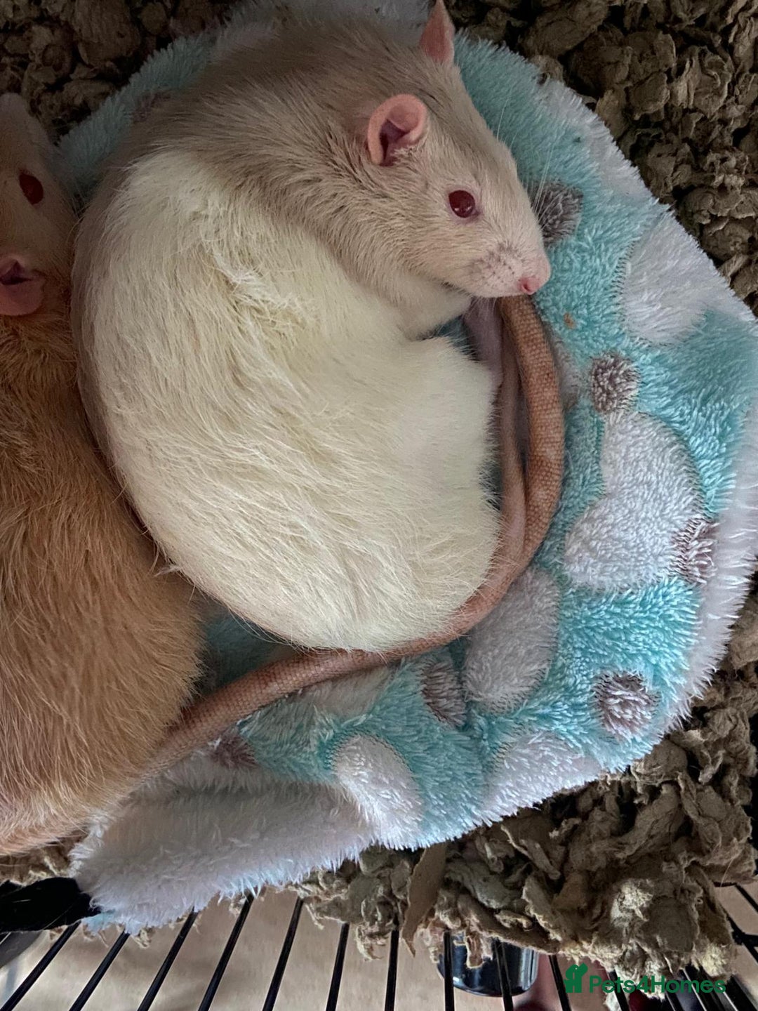 Rat rodents for sale: 2 Beige & White Boy Rats - Advert 4