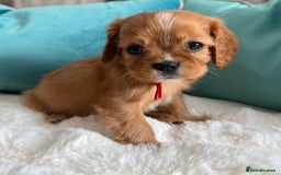 Cavalier King Charles Spaniel dogs for sale: Fully Health tested Cavalier King Charles Puppies  - Image 24