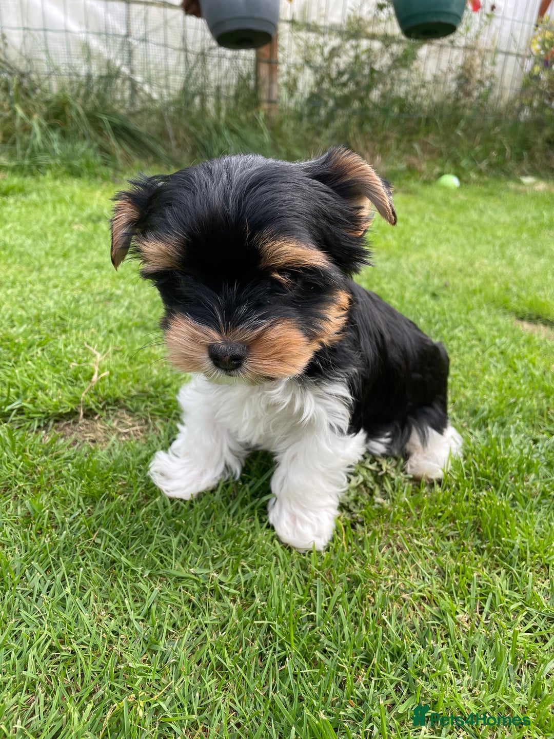 Yorkshire Terrier dogs for sale: York puppies for sale - Image 3