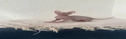Sphynx cats for sale: *REDUCED* Canadian Sphynx kittens  - Advert 5