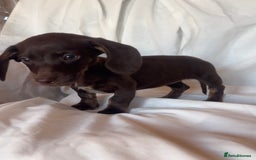 Miniature Dachshund dogs for sale: Miniature dachshund **updated  - Image 15
