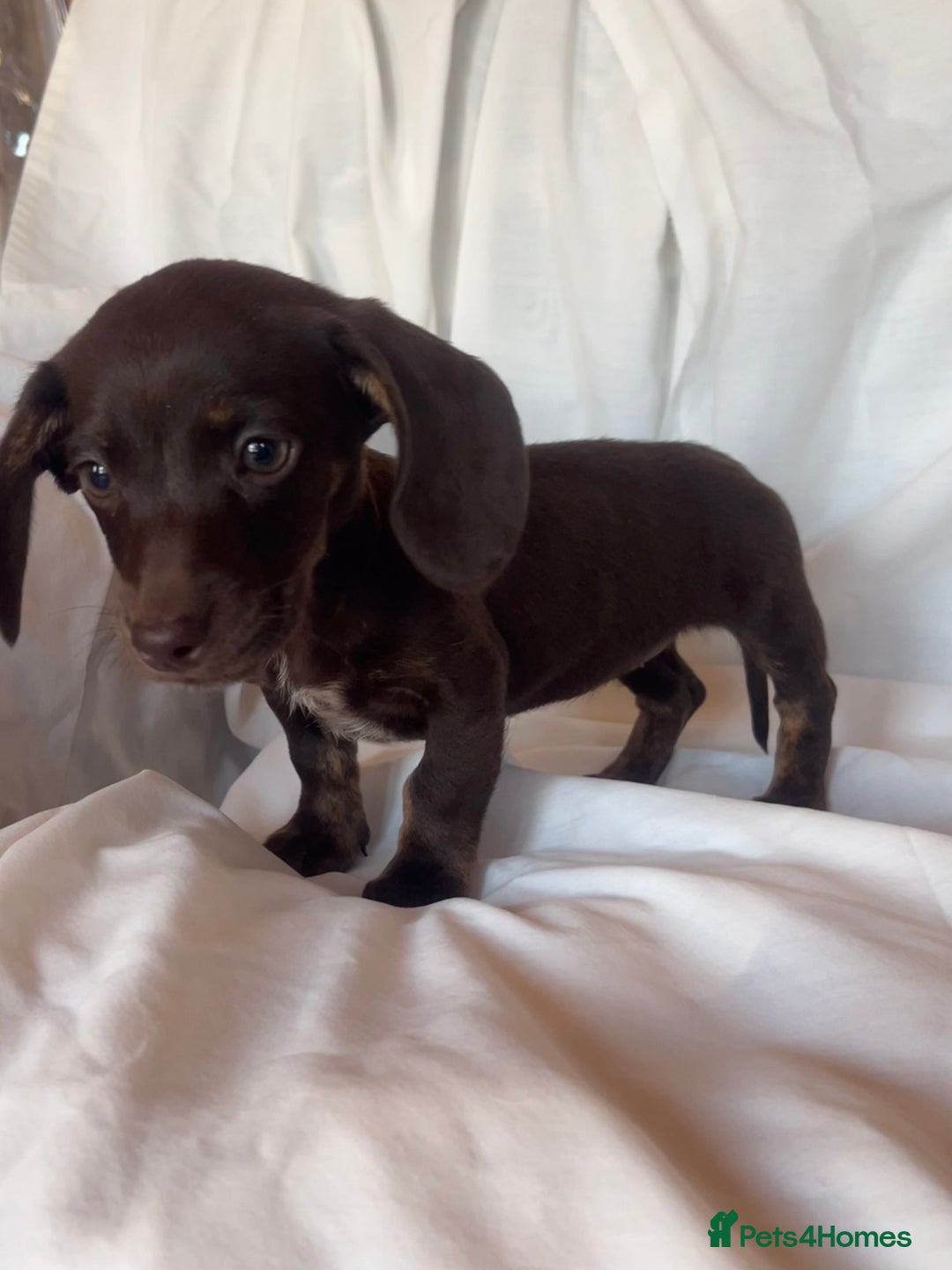 Miniature Dachshund dogs for sale: Miniature dachshund **updated  - Image 15