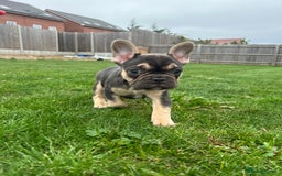 French Bulldog dogs for sale: 4 French bulldog puppies  - Image 3