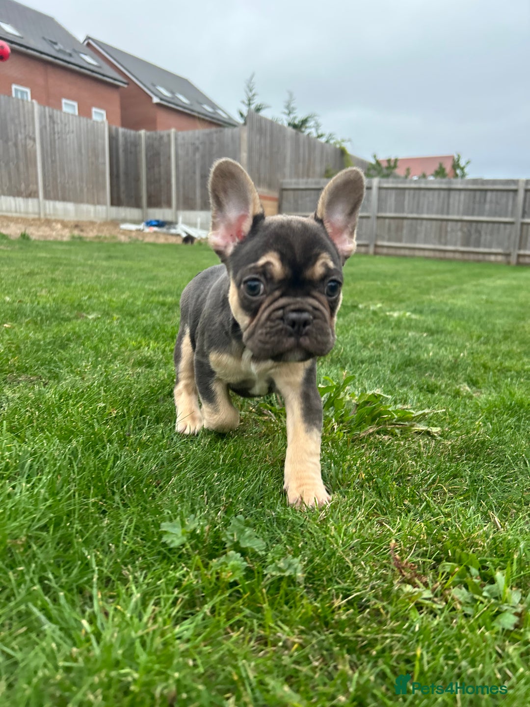 French Bulldog dogs for sale: 4 French bulldog puppies  - Image 3
