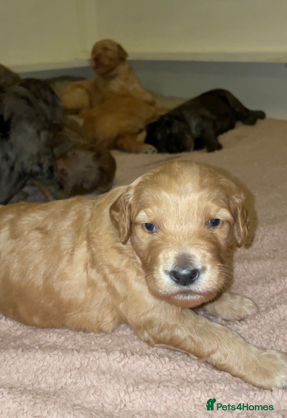 Double Doodle dogs Supreme Double Doodles - striking unique coats - Advert 1