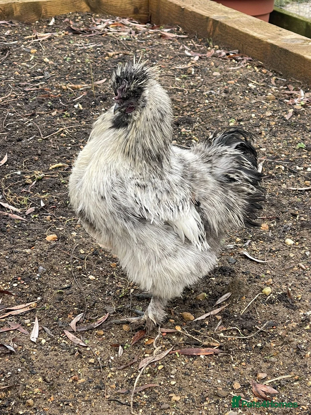 Chickens poultry for sale: Silkies - Male - Advert 2