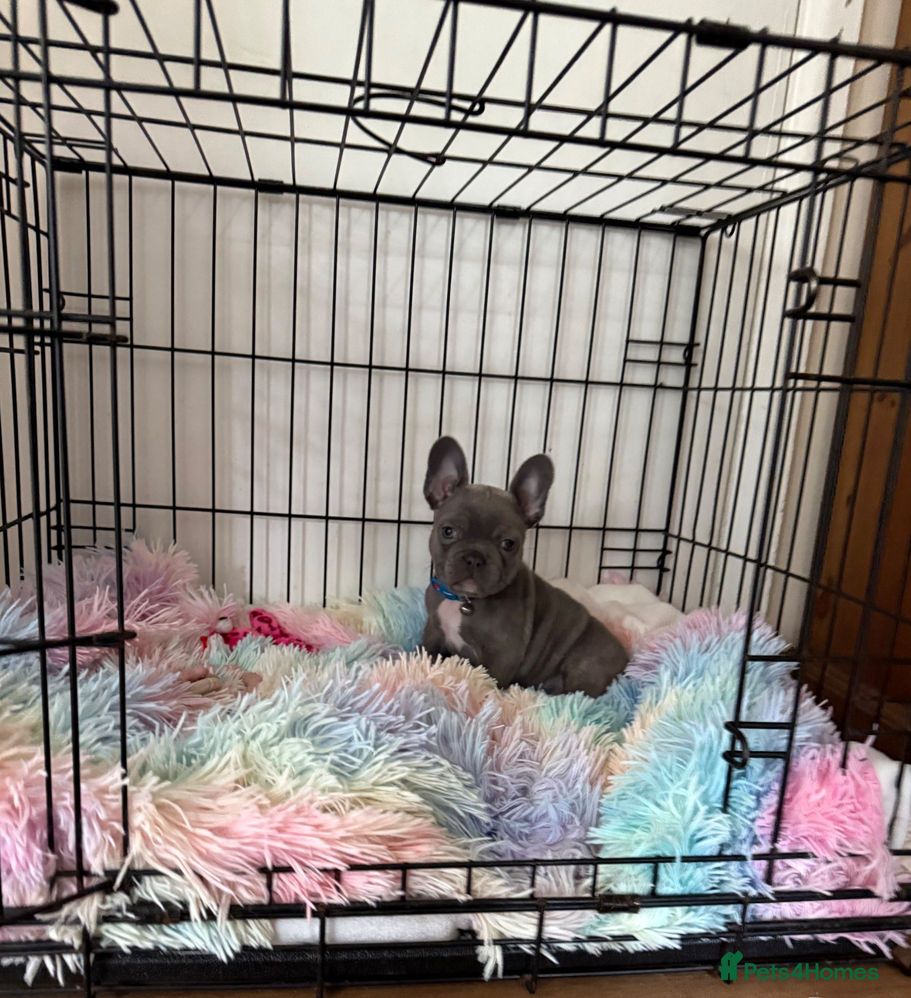 French Bulldog dogs for sale: Beautiful blue female micro French bulldog - Advert 2