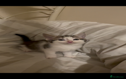 Mixed Breed cats for sale: 2 male kittens looking for their forever homes  - Image 2