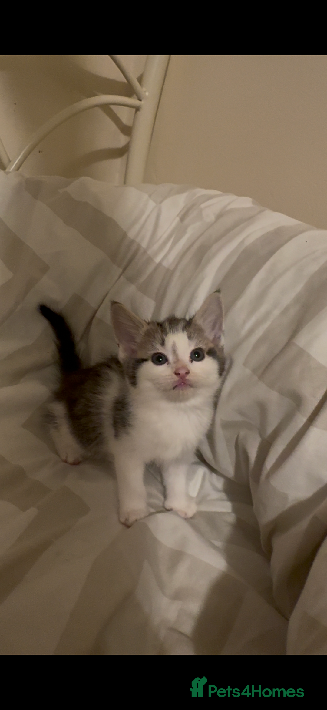 Mixed Breed cats for sale: 2 male kittens looking for their forever homes  - Image 2