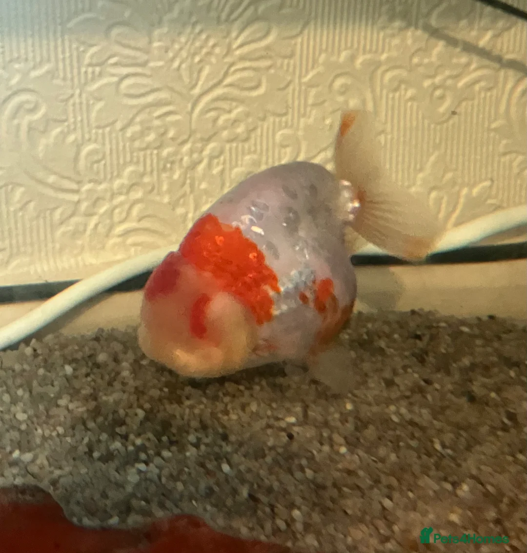 Fancy Goldfish fish for sale: Lonely fancy looking for new friends in Kidlington - Advert 4