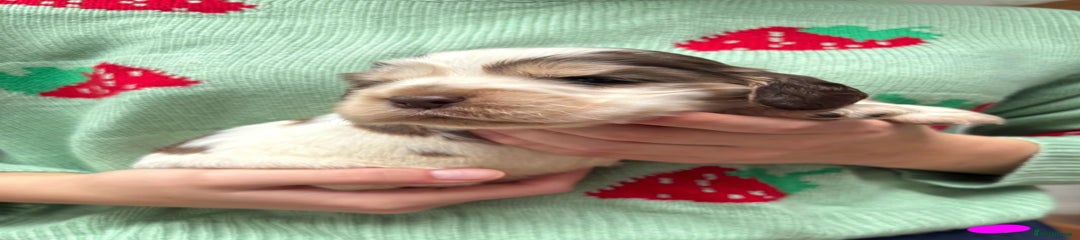 Cocker Spaniel Puppy 6