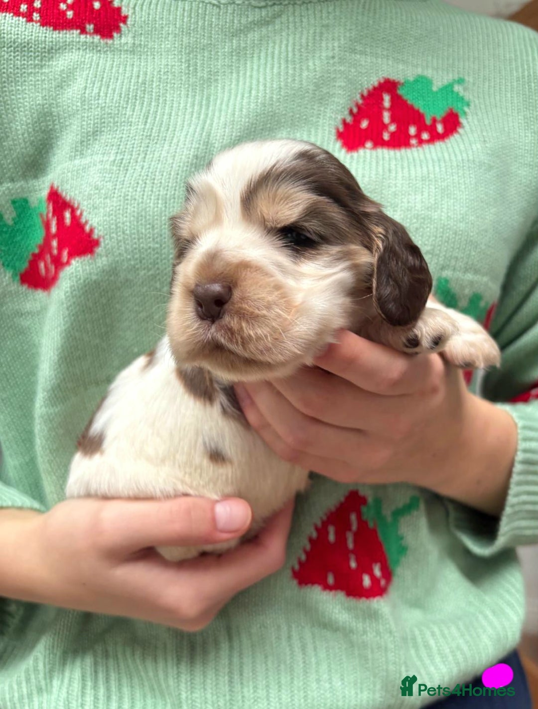 Cocker Spaniel dogs for sale: KC Show Cocker Spaniel Pups DNA health Simbawood  - Image 18