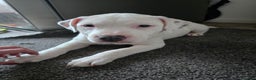American Bull Staffy dogs for sale: Last one Girl Staffordshire waiting for new home - Advert 2