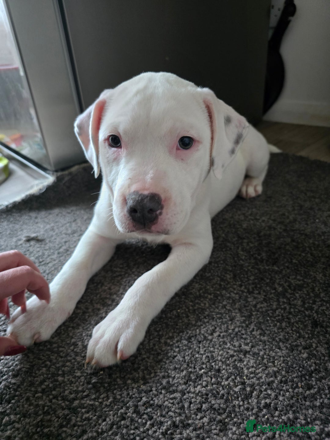 American Bull Staffy dogs for sale: Last one Girl Staffordshire waiting for new home - Advert 2