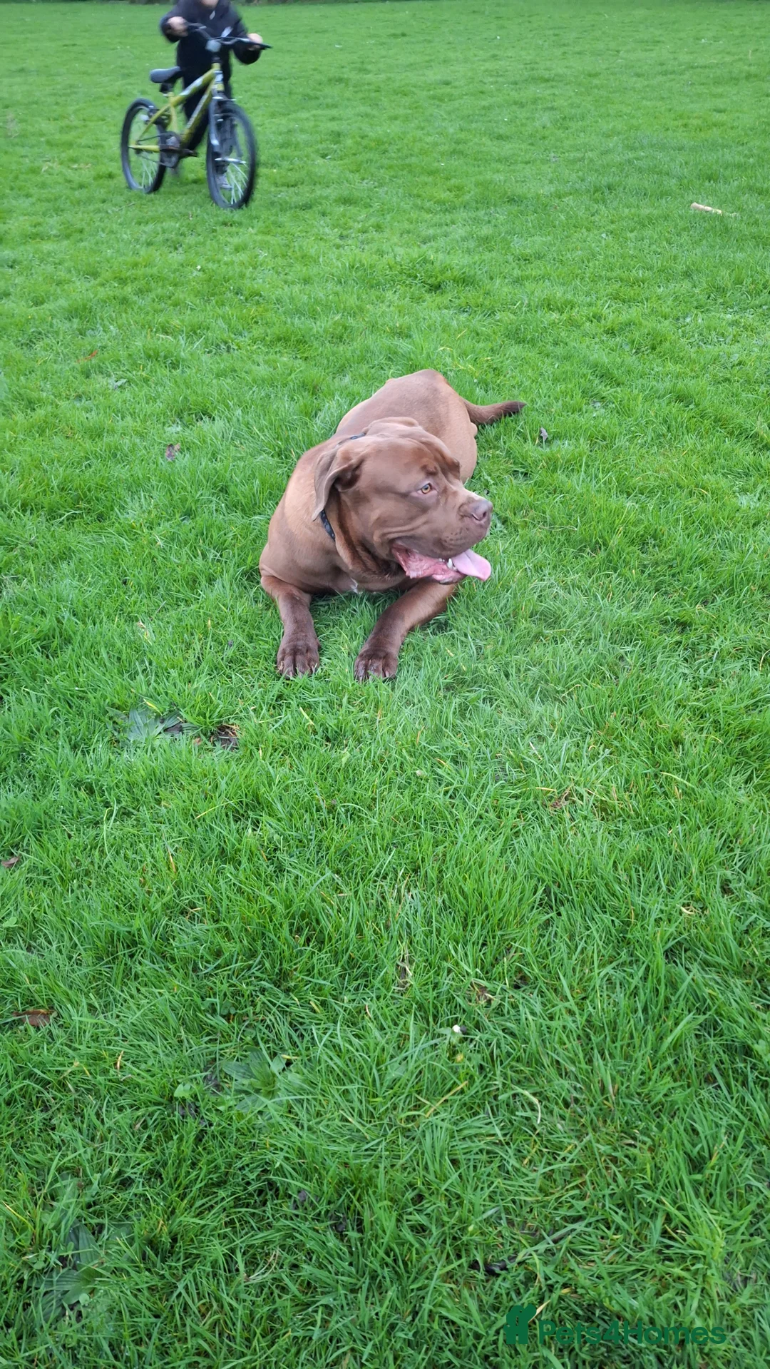 Mixed Breed dogs for sale: Male dog for rehoming  - Advert 3