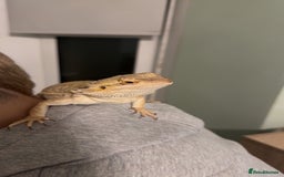Bearded Dragon reptiles for sale: 7 month old bearded dragon  in Huddersfield - Image 2