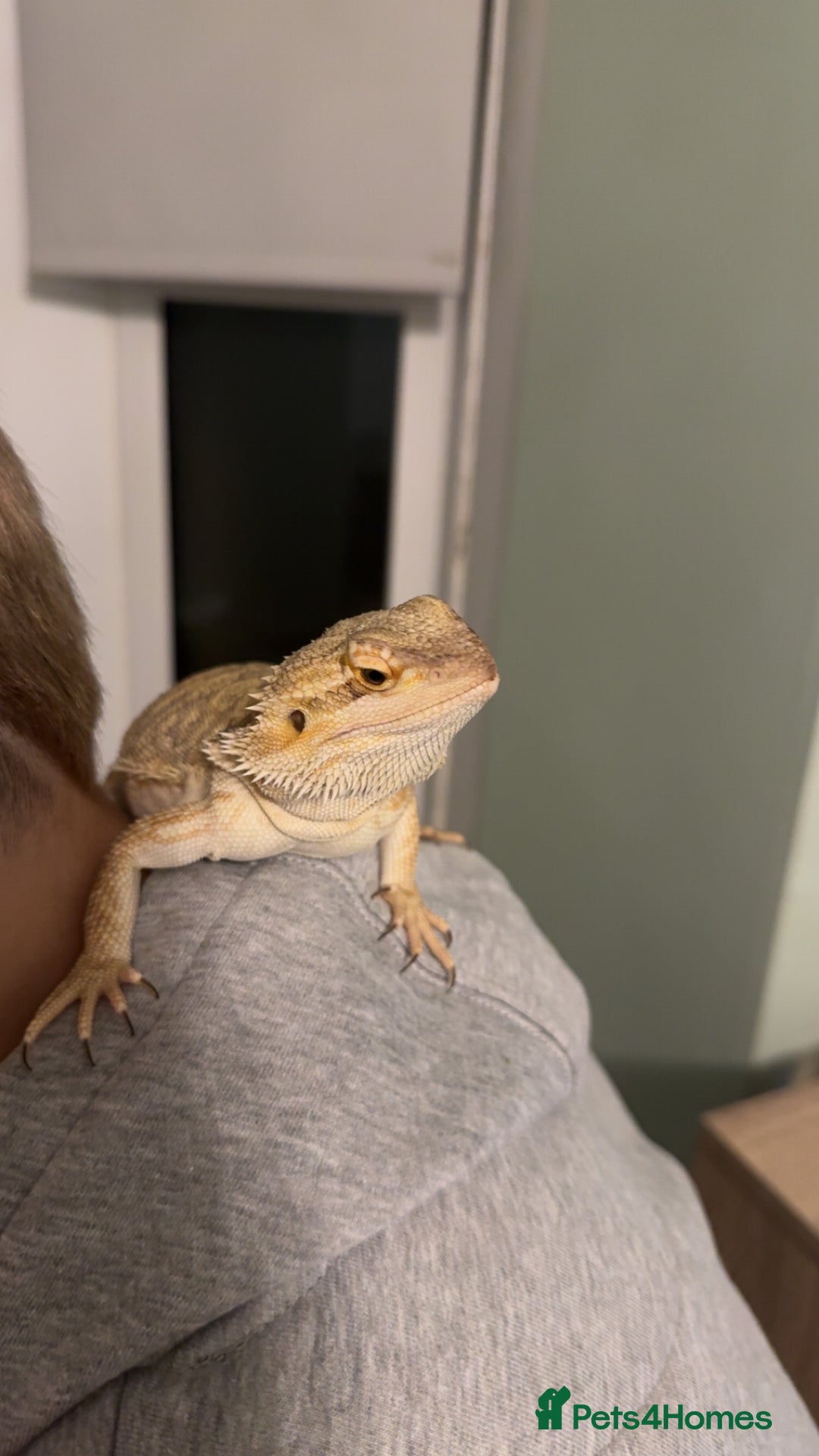 Bearded Dragon reptiles for sale: 7 month old bearded dragon  in Huddersfield - Image 2