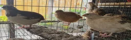 Quail poultry for sale: Jumbo Coturnix Quails and Fertile eggs for sale - Advert 6