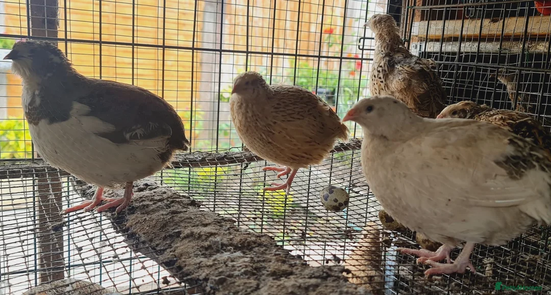 Quail poultry for sale: Jumbo Coturnix Quails and Fertile eggs for sale - Advert 6