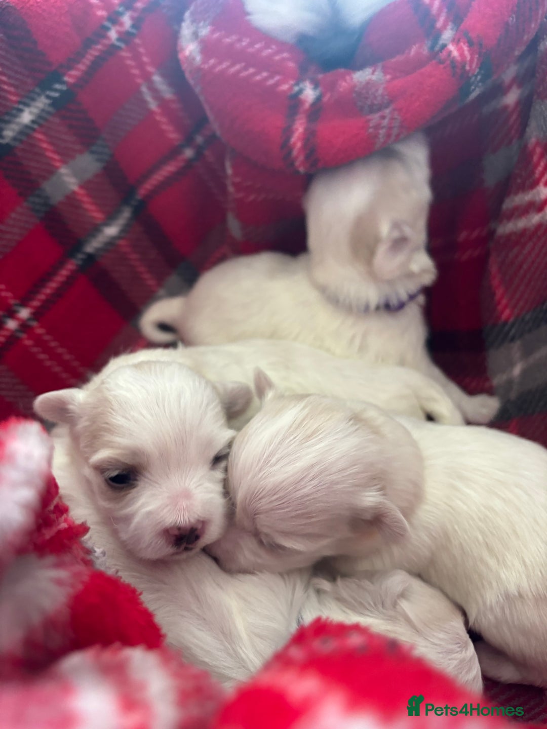 Maltese dogs for sale: 5 Generation KC registered Maltese - Image 7