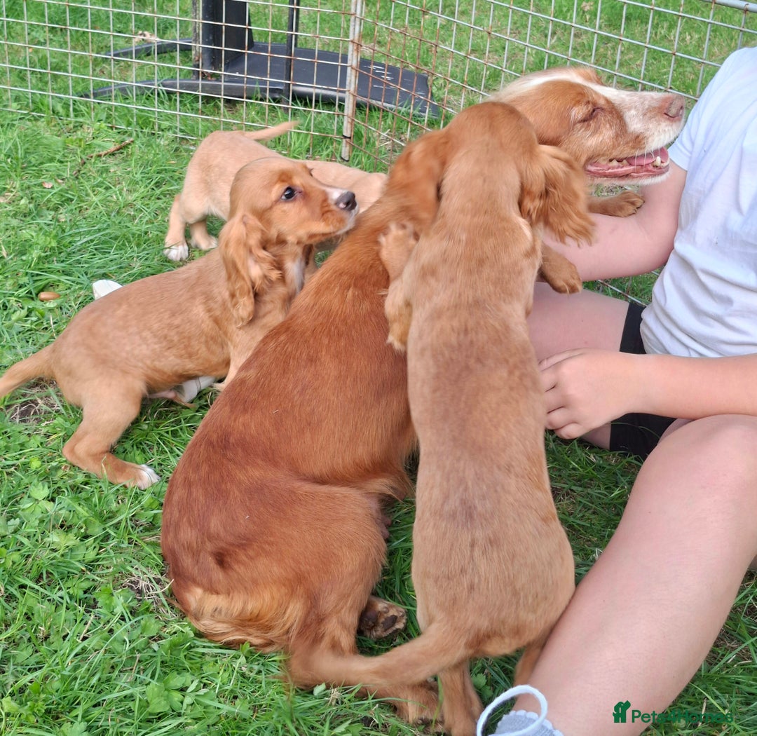 Cocker Spaniel dogs for sale: Working type cocker spaniel boys - Image 5