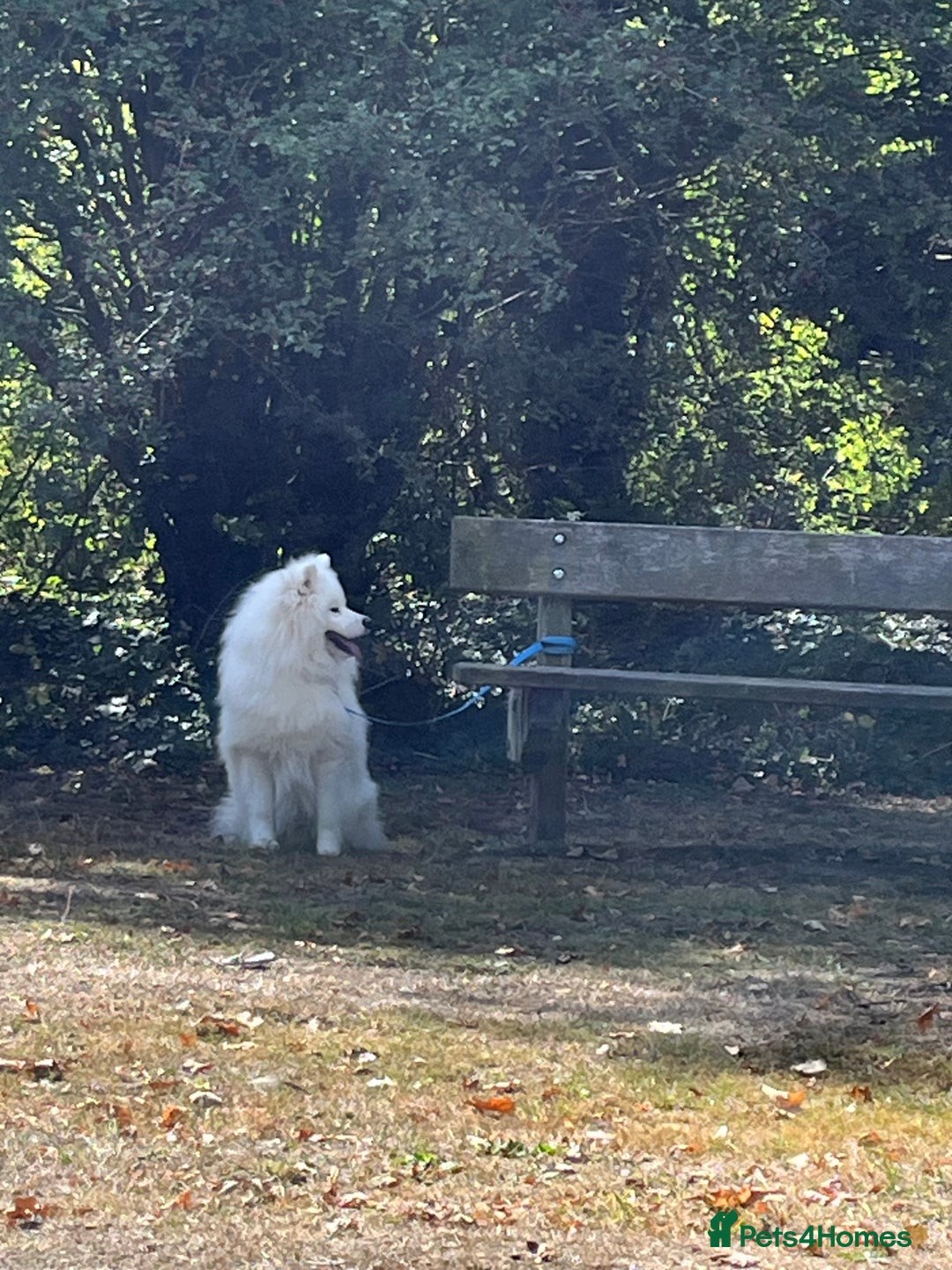 Samoyed dogs for sale: Samoyed - intact male pedigree  - Advert 2