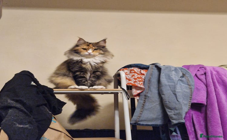 Maine Coon cats - Advert 10