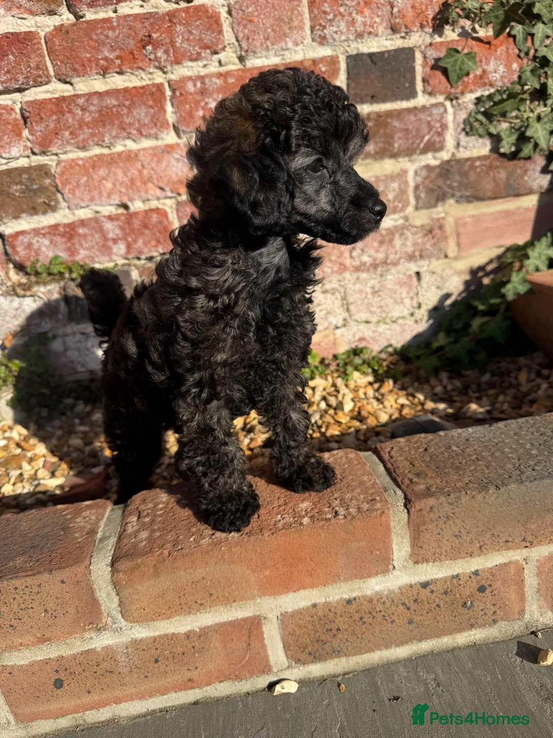 Miniature Poodle dogs for sale: 🖤 🐾 Gorgeous girl available 🐾 🖤 - Advert 1