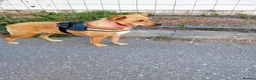 Mixed Breed dogs for adoption: 🐶🐱 BELLA & MINNIE - A BEAUTIFUL FRIENDSHIP  🐾❤️ - Advert 4