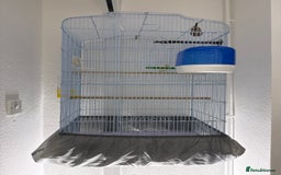 Canaries birds for sale: Healthy Male & Female Canaries with Setup - Image 5