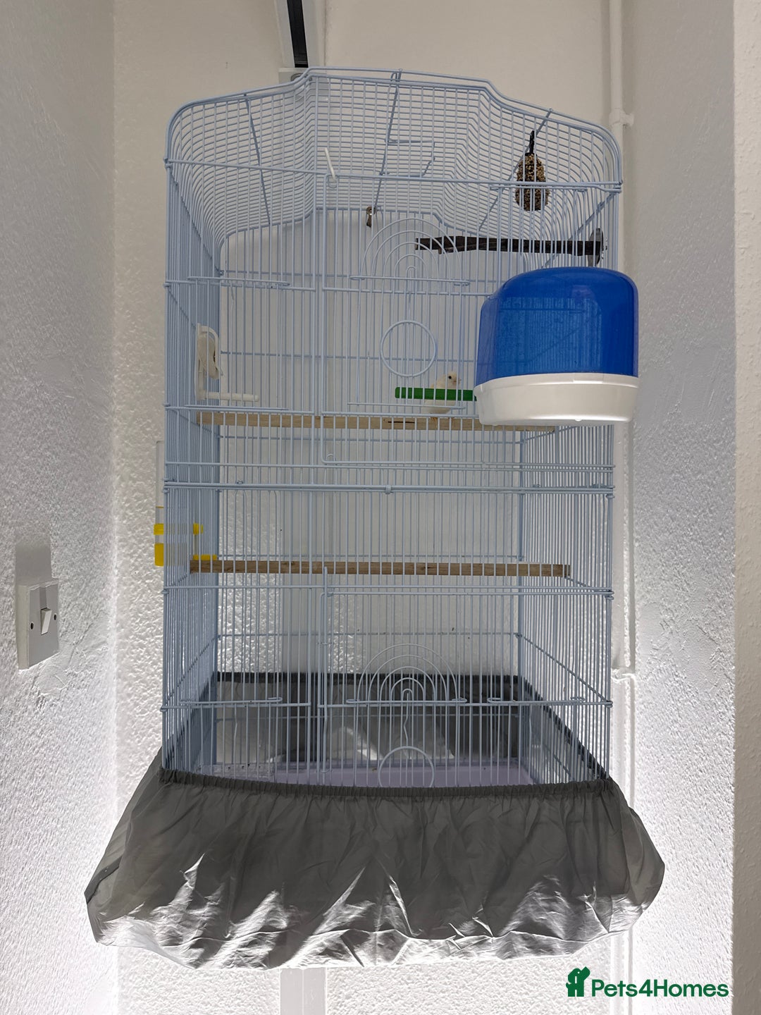 Canaries birds for sale: Healthy Male & Female Canaries with Setup - Image 5