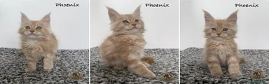 Phoenix