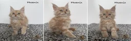 Maine Coon cats for sale: 🐾 Maine Coon Kittens TICA Registered 🐾 - Advert 3