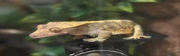 Gecko reptiles for sale: Trio of Geckos  - Advert 6