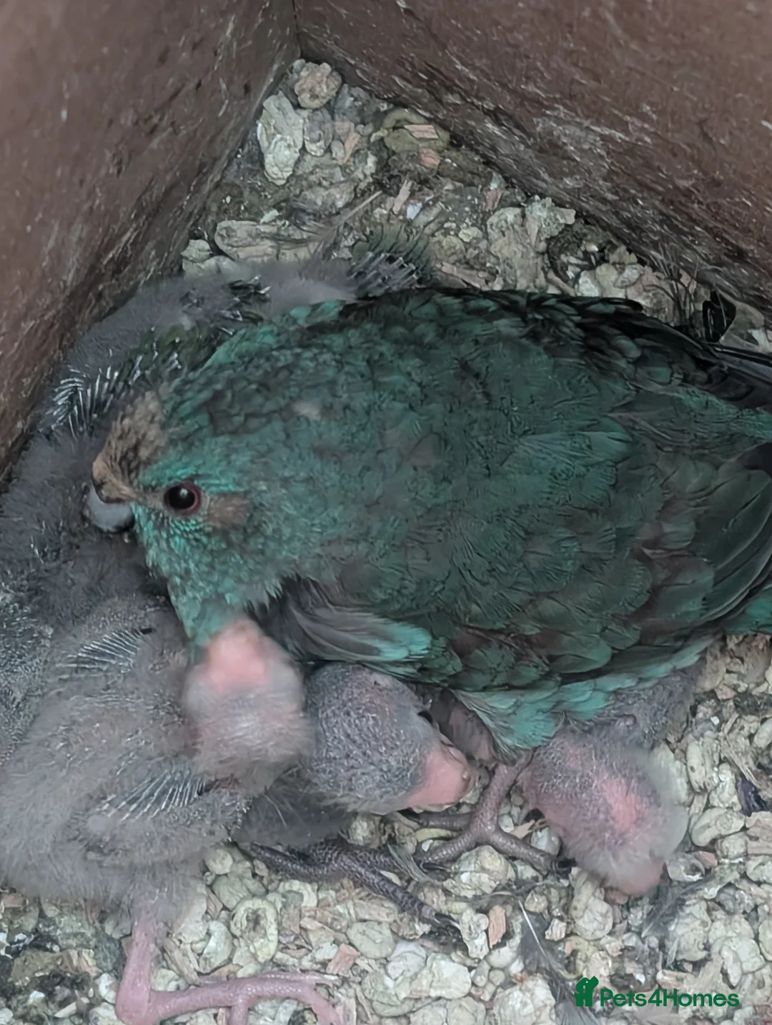 Parakeets birds for sale: Tamed baby kakarikis - Advert 10