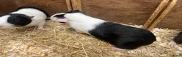 Guinea Pig rodents for sale: Young Male / boar guinea pigs  - Advert 6