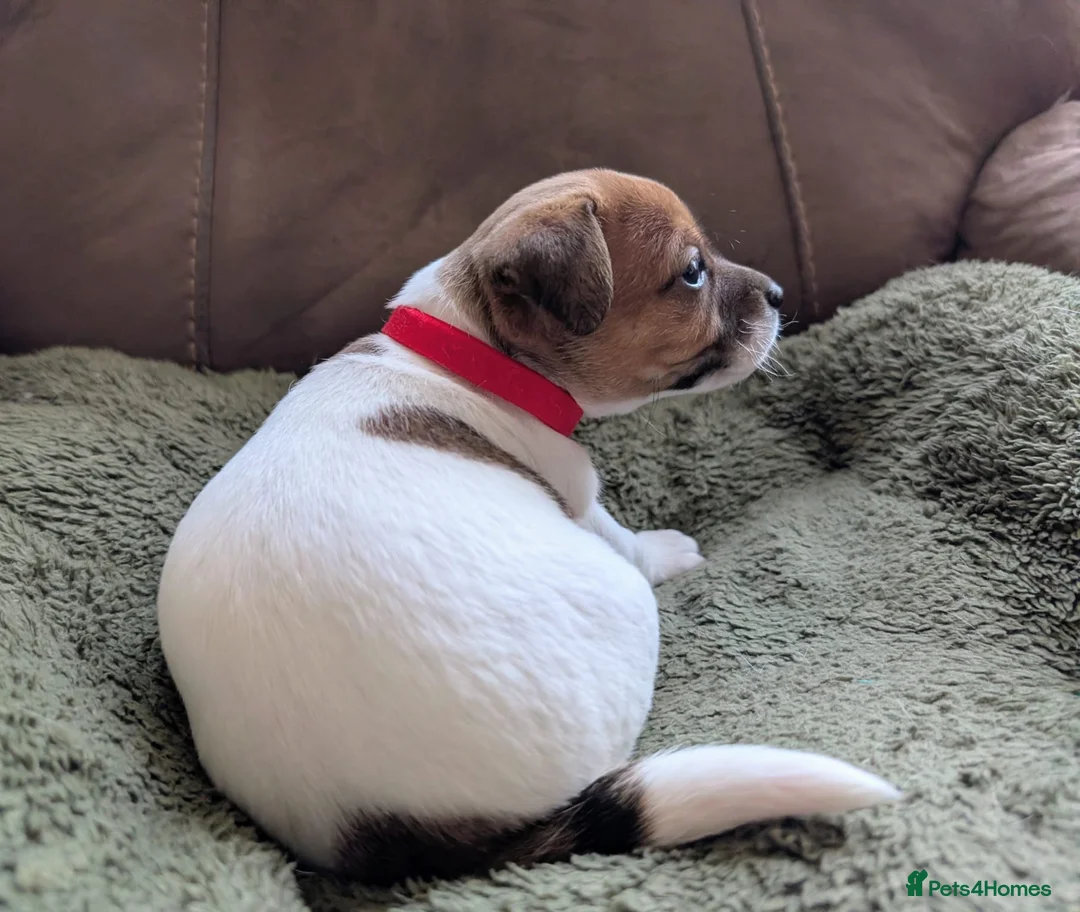 Jack Russell dogs for sale: Jack Russell Puppies, Ready 20th March - Advert 10