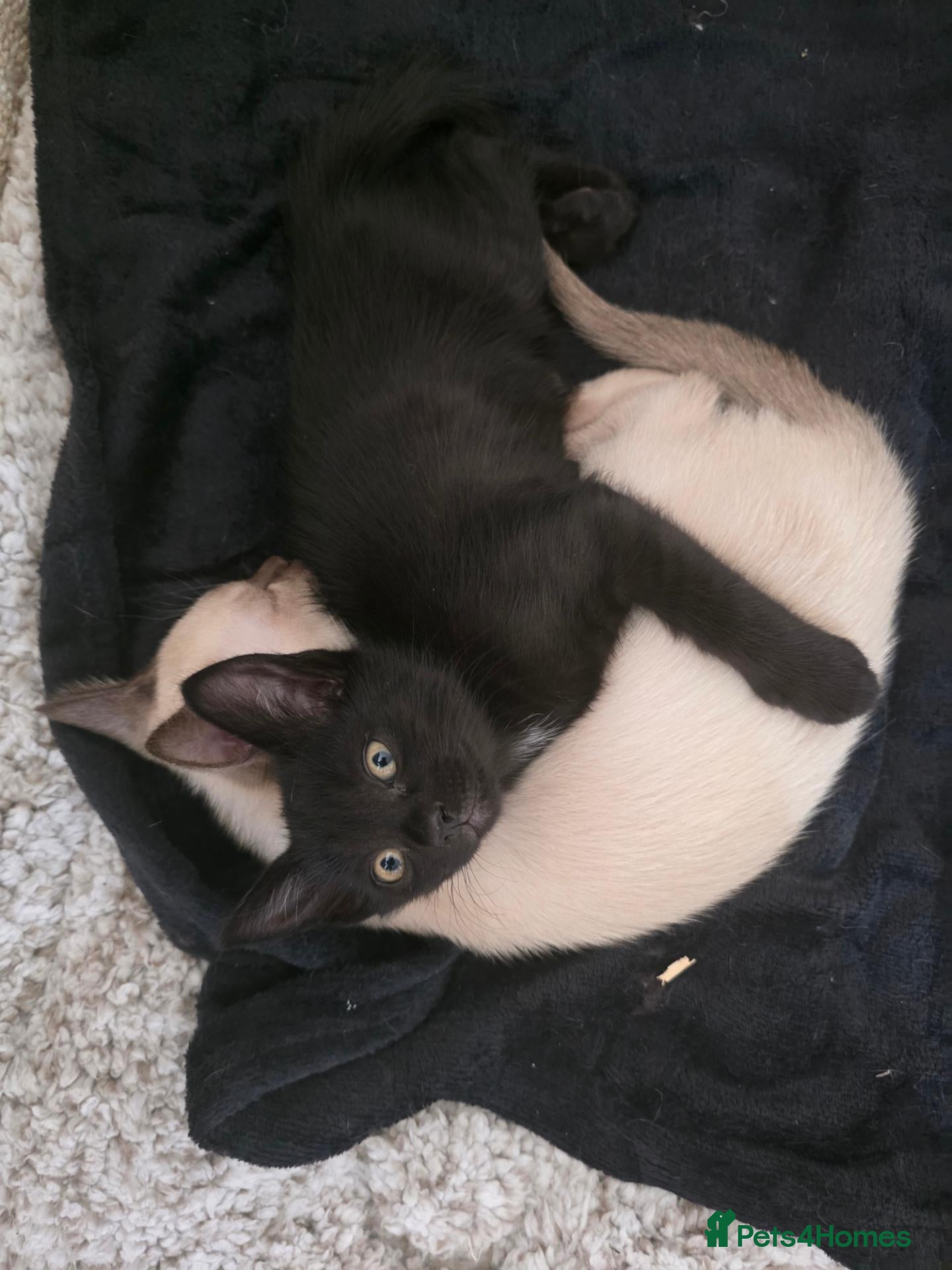 Burmese cats Burmese x kittens  - Advert 4