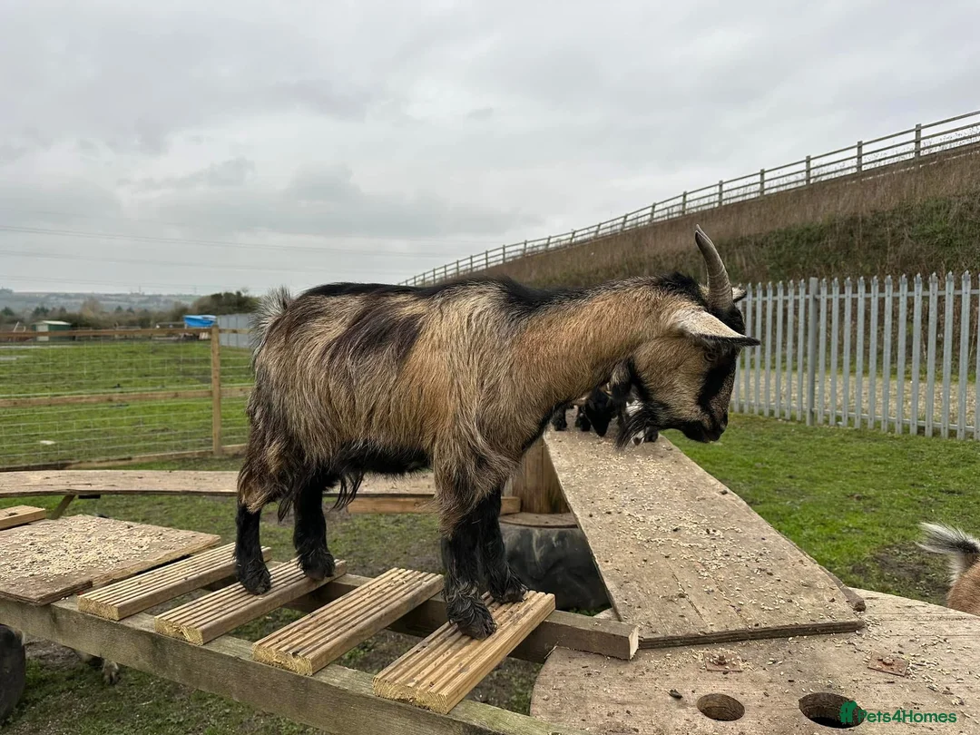 Goats livestock for sale: Female Pygmy goat - Advert 5
