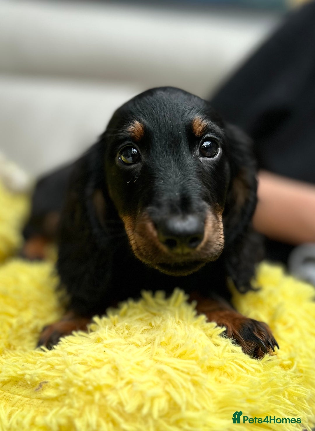 Dachshund dogs for sale: Mini Dachshund Longhaired - Image 23